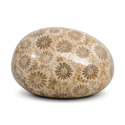 Corail fossilisé — visuel provisoire (pierre roulée)