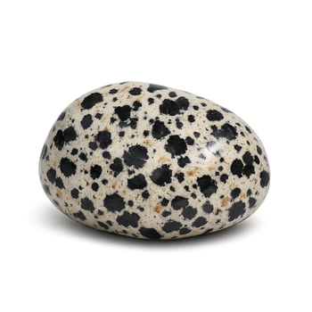 Jaspe dalmatien